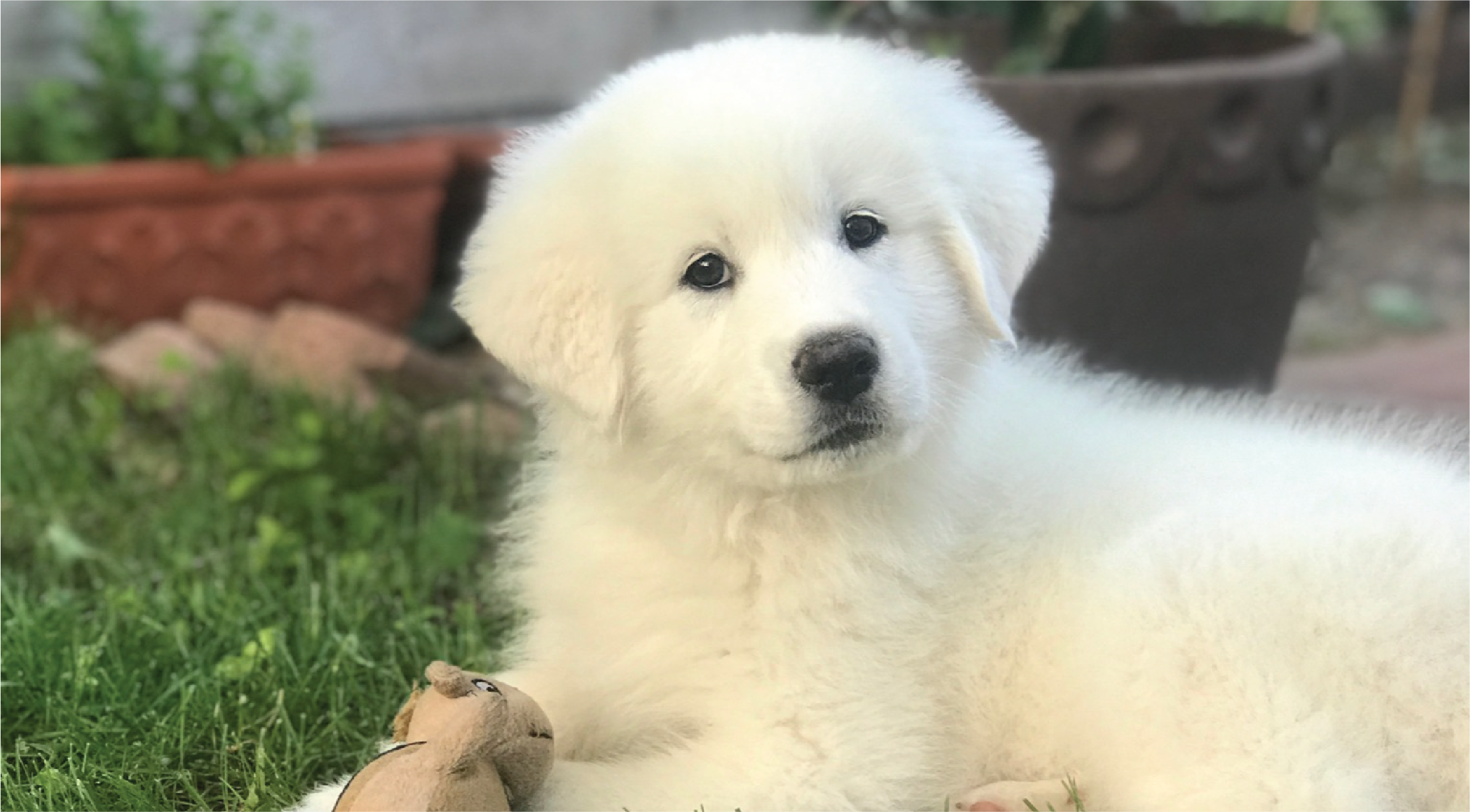 Pyrenees Dwarf Teacup Great Pyrenees Livestock Guardian Dog Great
