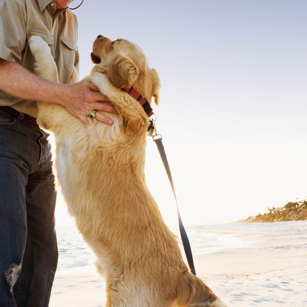 Jumping for Joy: How to Curb Your Dog's Enthusiastic Greetings