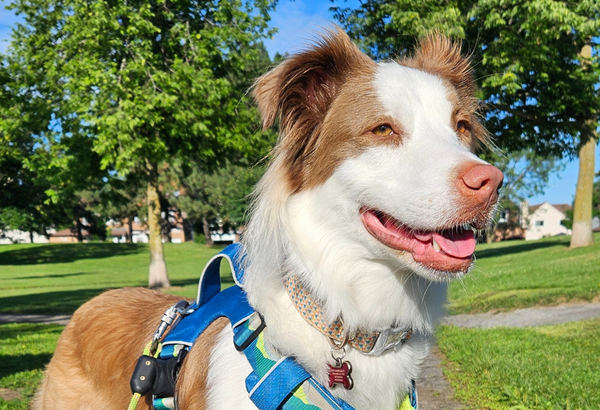 Letting Our Furry Friends Choose: Building Confidence and Happiness in Dogs