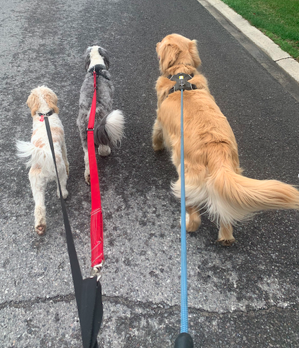 Mastering the Art of Canine Strolls: A Guide to Leash Training Your Pooch