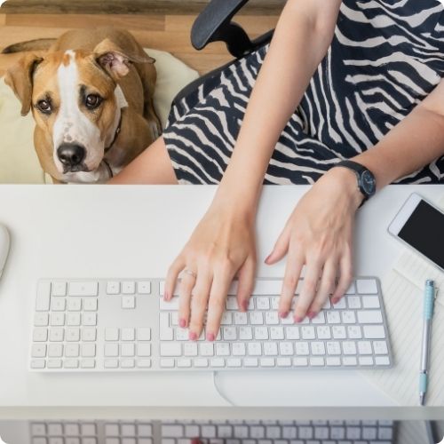 Woof Woof! Tips on working from home with a crazy pooch.